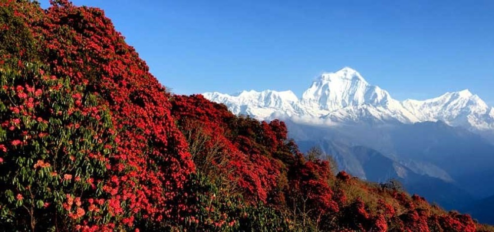 Rhododendron Forests in Pokhara